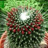 Mammillaria _spinosissima _cv.'Un Pico'_ 08